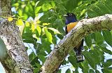 Gartered Trogon